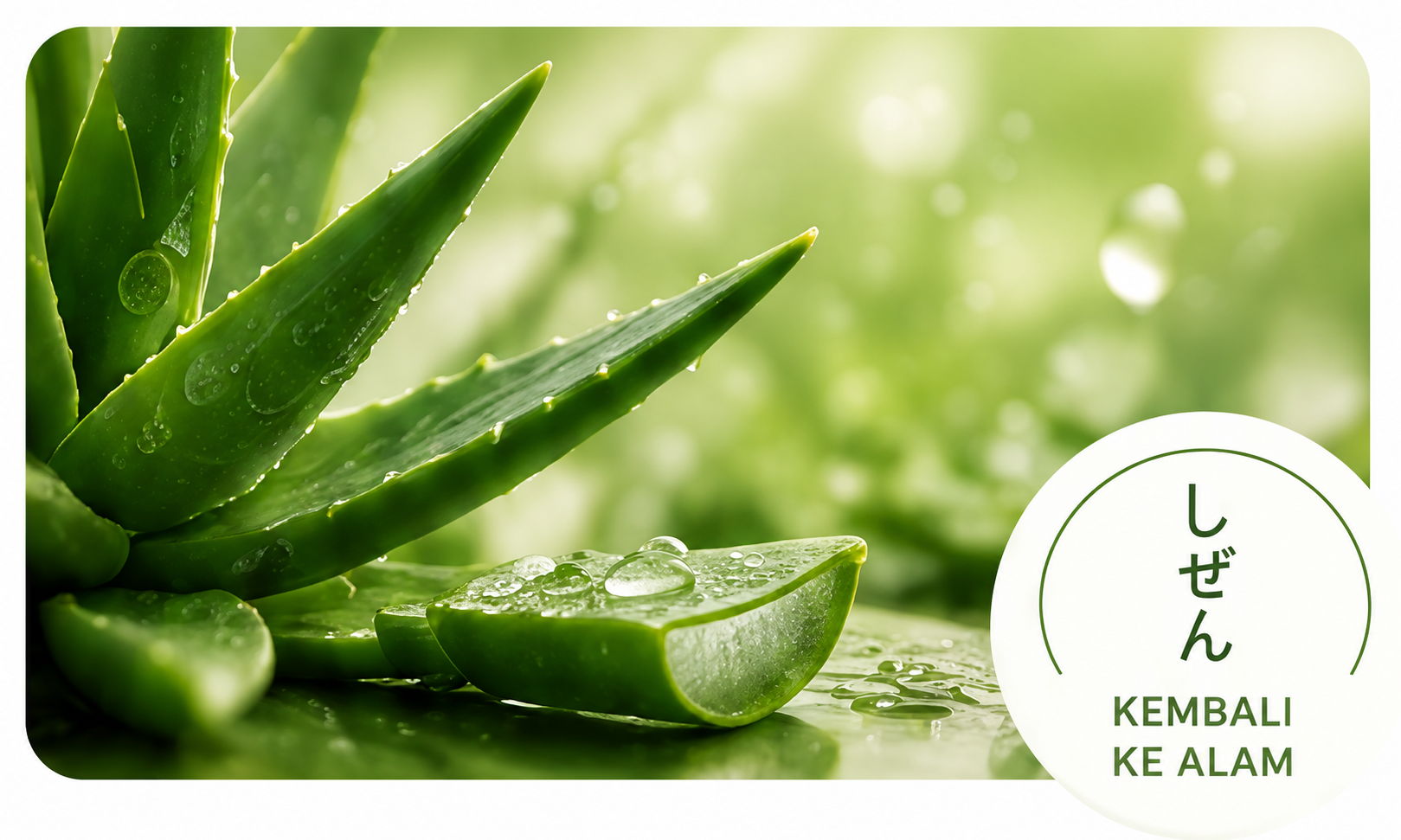 Fresh Aloe Vera Leaves - Daily Aloe